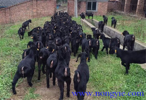 黑山羊養(yǎng)殖技術和管理要點