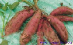 豫薯10號簡介 豫薯10號紅薯栽培技術(shù)要點(diǎn)