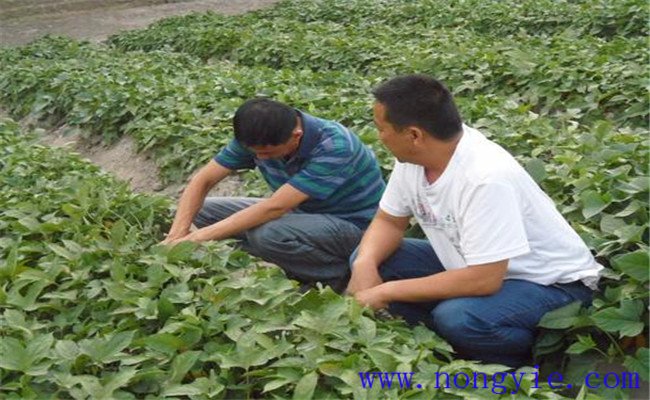 豫薯10號的畝產(chǎn)量