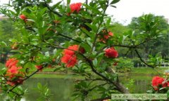 石榴花的功效與作用 石榴花的養(yǎng)顏功效