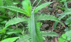 澤蘭的功效與作用 澤蘭營(yíng)養(yǎng)功效與價(jià)值