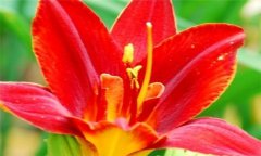 紅花的功效與作用 紅花的營養(yǎng)、功效、用法