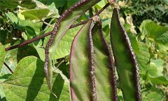 扁豆的功效與作用，有關(guān)扁豆的藥用偏方