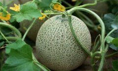 哈密瓜的產(chǎn)地是在哪里，是哪里的特產(chǎn)?