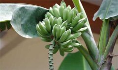 香蕉分類 你知道香蕉分幾種嗎?