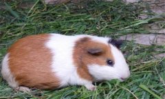 豚鼠有哪些種類，其特性如何？