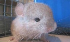 毛絲鼠多少錢(qián)一只 毛絲鼠的形態(tài)特征