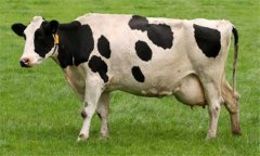 奶牛乳房炎久治不愈怎么辦：試試這幾個(gè)辦法！