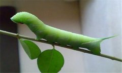 菜青蟲(chóng)防治技術(shù)要點(diǎn) 有何危害？