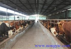 肉牛標準化養(yǎng)殖示范場建設標準