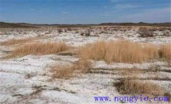 什么是土地鹽堿化？鹽堿地形成的原因是什么？