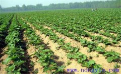 牛蒡的栽培時(shí)間與種植技術(shù)要點(diǎn)、步驟