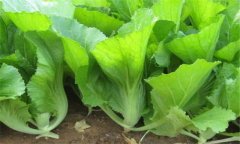 芥菜的功效，芥菜的主要功效與作用