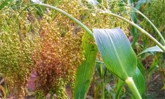 黍子的功效，黍子的營養(yǎng)與藥用功效