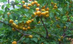 杏的功效與作用 杏的營(yíng)養(yǎng)價(jià)值及功效