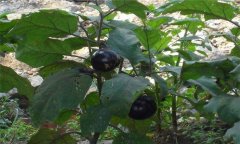 秋茄子種植技術(shù)要點與步驟