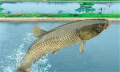 如何利用塘堰種青培育魚種？