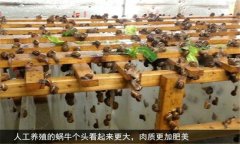 蝸牛怎么養(yǎng) 人工蝸牛養(yǎng)殖應注意哪些問題？