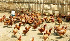 雞傳染性鼻炎的癥狀、病原及治療方法