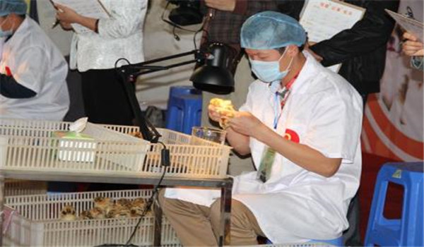 雛雞的雌雄鑒別