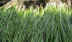 香蔥品種有哪幾種？各有什么特點(diǎn)