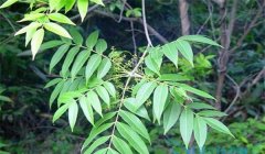 漆樹過敏怎么治療,割漆應(yīng)注意些什么