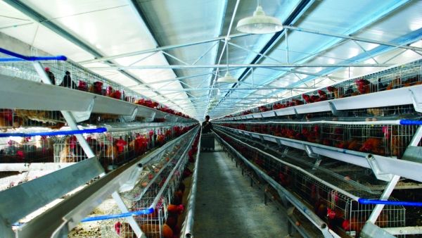 規(guī)?；B(yǎng)雞場