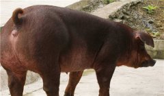 怎樣養(yǎng)好種公豬，種公豬的飼養(yǎng)管理技術(shù)要點(diǎn)