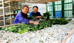 怎樣養(yǎng)好秋蠶，秋蠶養(yǎng)殖技術(shù)須知