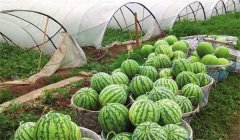 怎樣種好西瓜,西瓜的種植方法
