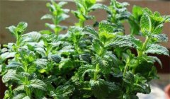 留蘭香種植方法簡介,怎樣栽培留蘭香