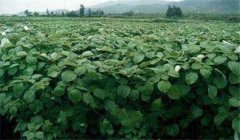 苧麻種植技術，冬季怎樣培育苧麻