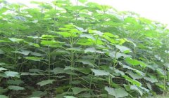 怎樣培育泡桐樹苗，培育泡桐樹苗的三種方法