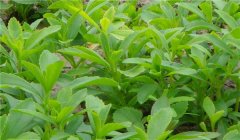 怎樣種植甜葉菊 甜葉菊種植技術(shù)