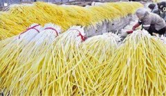 生產蒜黃如何囤栽蒜？播種量是多少？