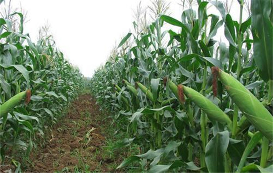 玉米人工授粉的要求