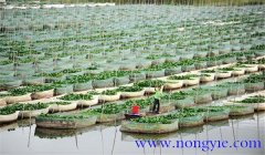 網(wǎng)箱養(yǎng)殖黃鱔密度多少合適，怎樣過冬？