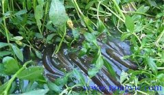 黃鱔吃什么食物怎么養(yǎng)，鮮活餌料從哪兒來(lái)