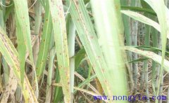 甘蔗黃斑病的癥狀與發(fā)病條件，怎么防治？