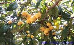 枇杷癌腫病有哪些癥狀?枇杷癌腫病的防治方法