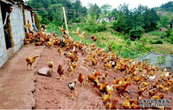 雞胃腸線蟲(chóng)病的防治措施