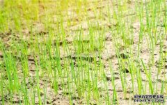 韭蔥種植時間是什么時候，一般什么季節(jié)栽培？