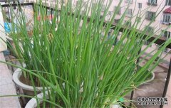 如何培育韭蔥苗？