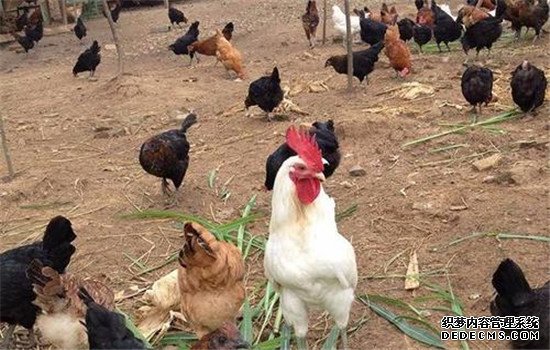 雞胃腸線蟲(chóng)病的病因