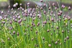 如何進(jìn)行細(xì)香蔥繁種?