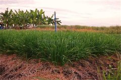 細(xì)香蔥采收后如何進(jìn)行處理與貯藏加工?