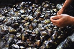 怎樣養(yǎng)珍珠，怎樣進行河蚌育珠