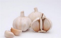 蒜黃的種植要點：播種前如何選擇和處理蒜種？