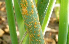 如何防治大蔥銹病？蔥銹病用什么藥防治