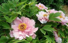 牡丹施肥時間是什么時候，牡丹施肥用什么肥料